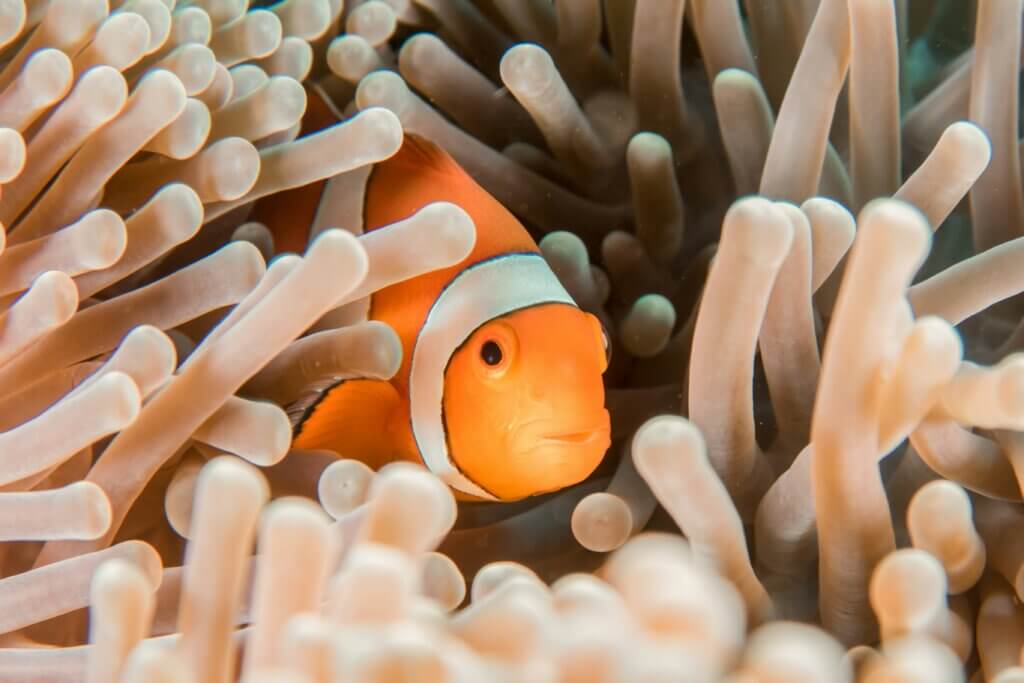 Image from Unsplash for the do fish sleep article