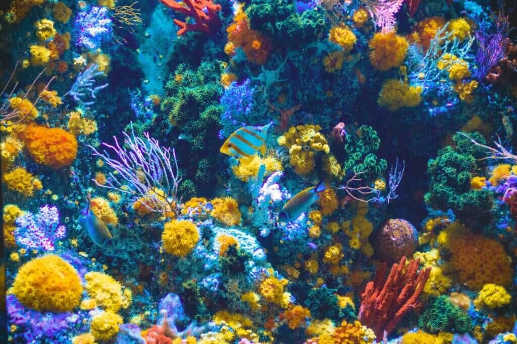 Image from Unsplash for the do fish sleep article