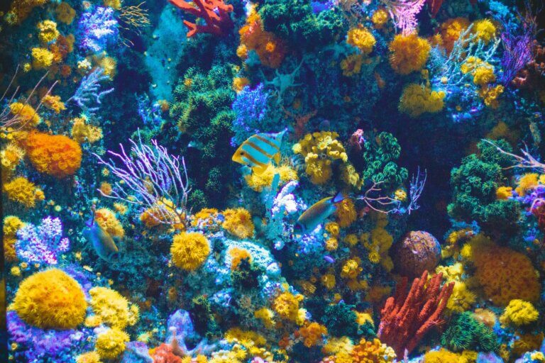 do fish sleep? top 14 fish facts | peta2