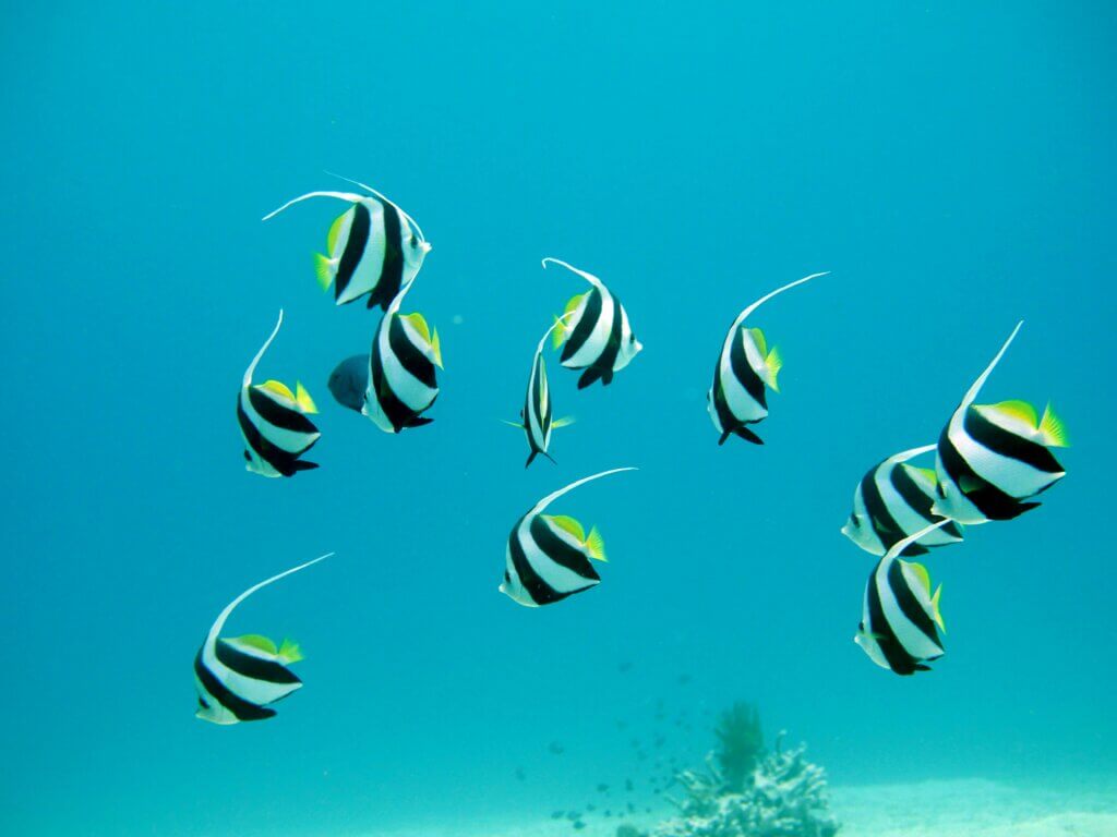 Image from Unsplash for the do fish sleep article