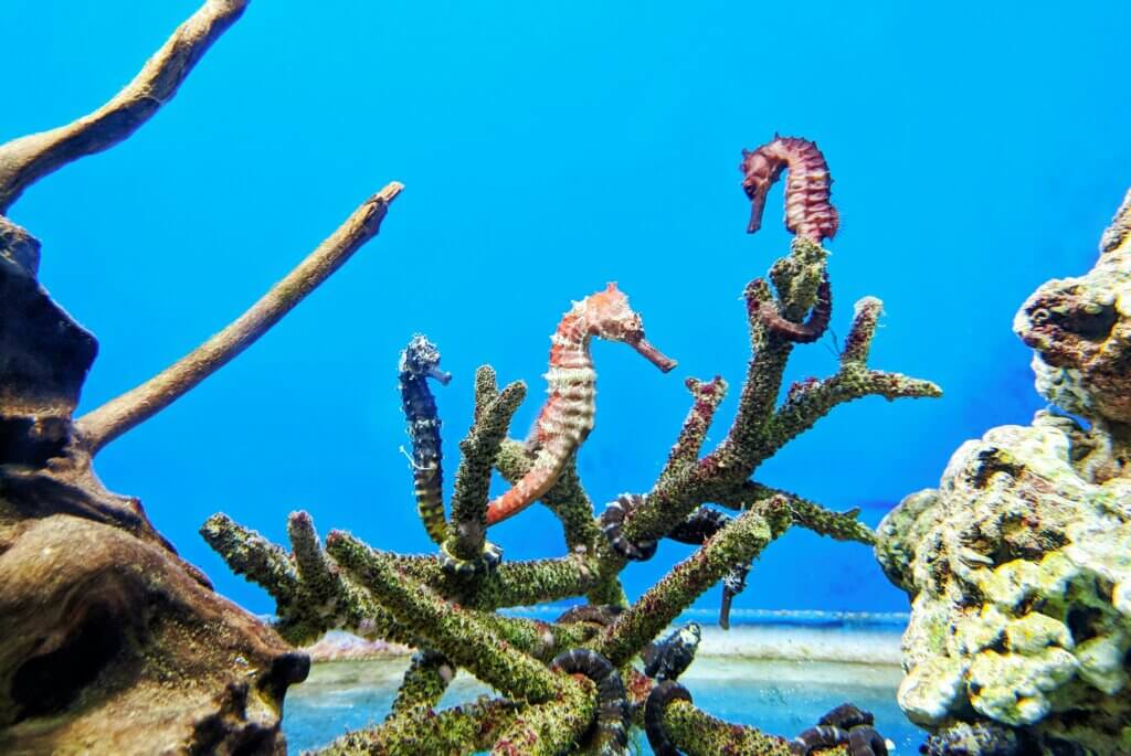 Image from Unsplash for the do fish sleep article