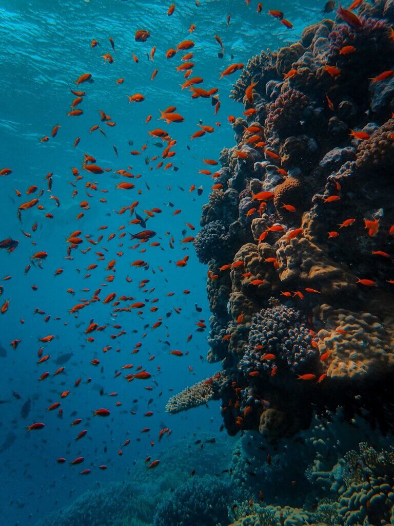 Image from Pixabay for the do fish sleep article