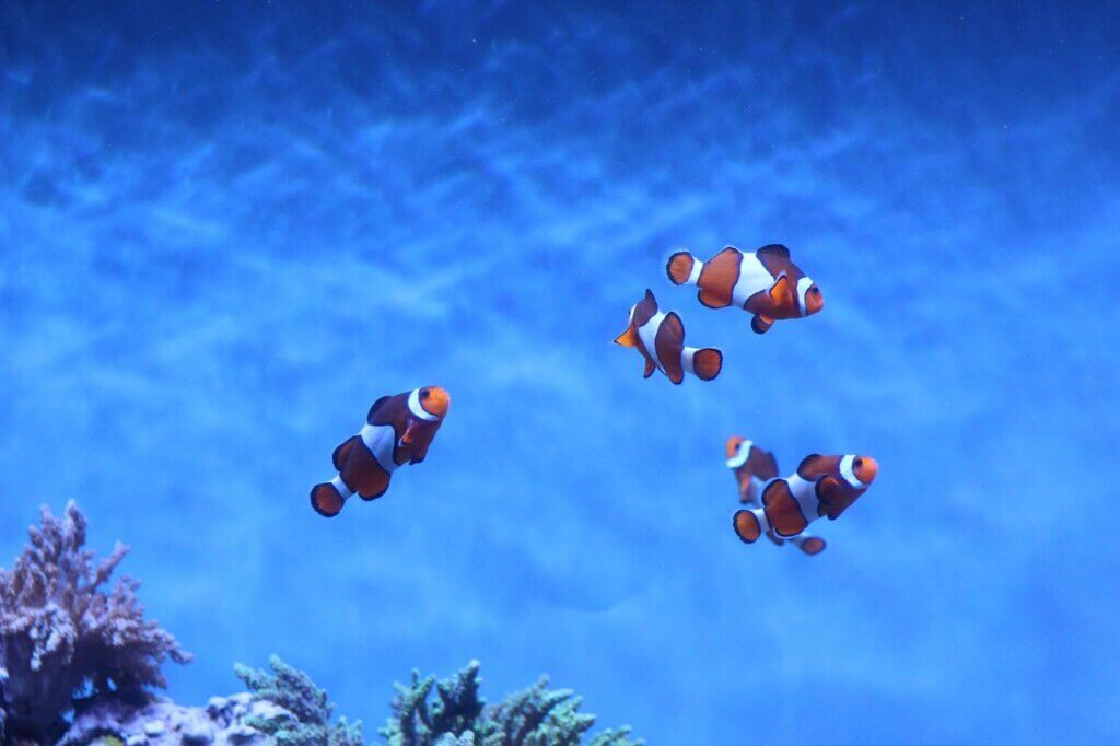 Image from Pixabay