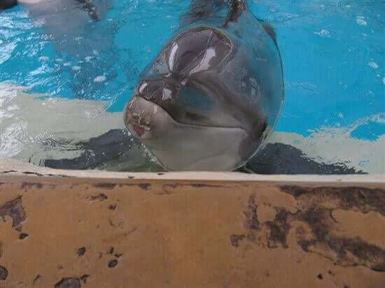 Image for the ghost SeaWorld mission