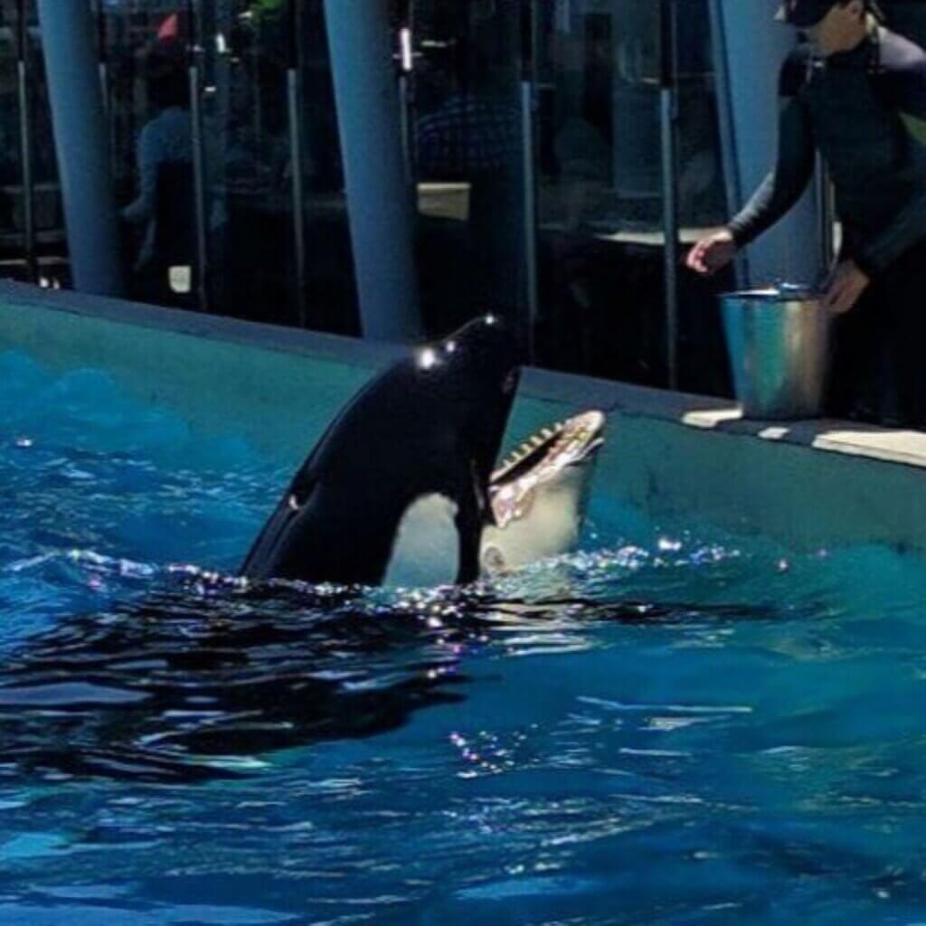 Image for the ghost SeaWorld mission