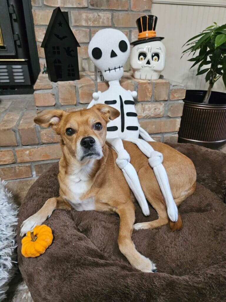 PETA-owned image for the haunted adventure mission