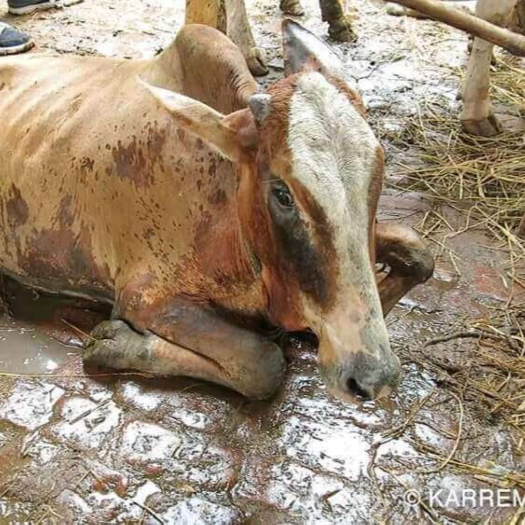PETA-owned image for the leather shoes AA