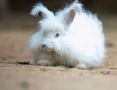 Image from Unsplash for the confidential Angora AA