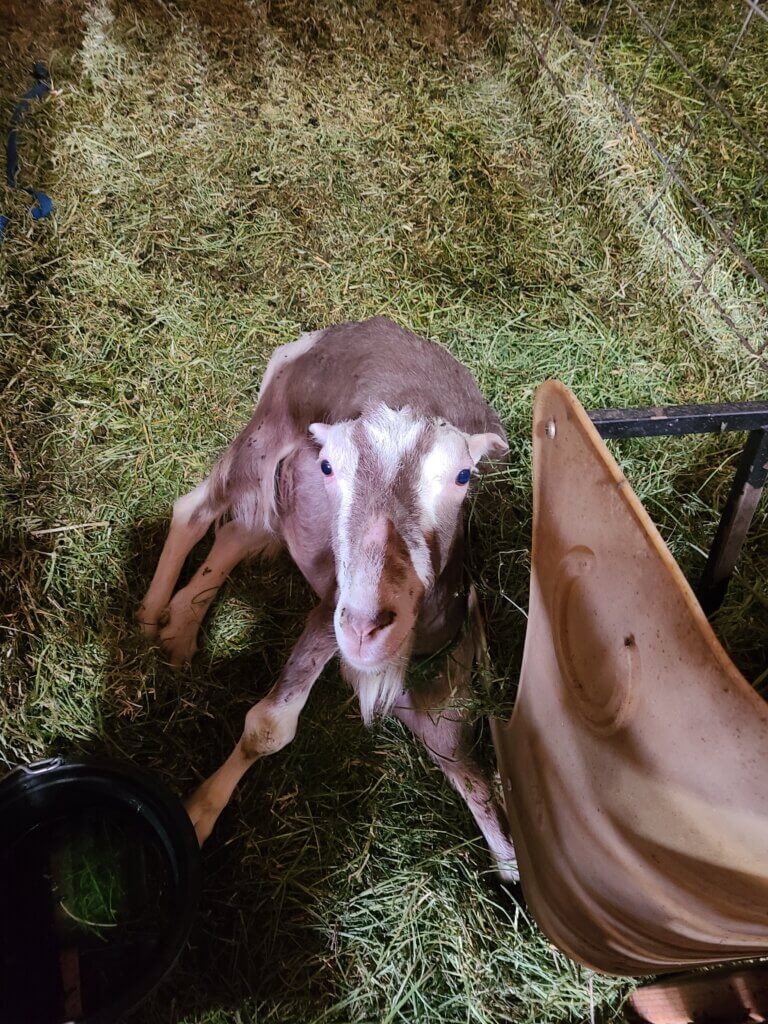 PETA-owned image