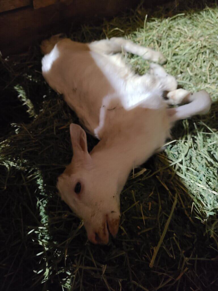 PETA-owned image for the goat cheese news page