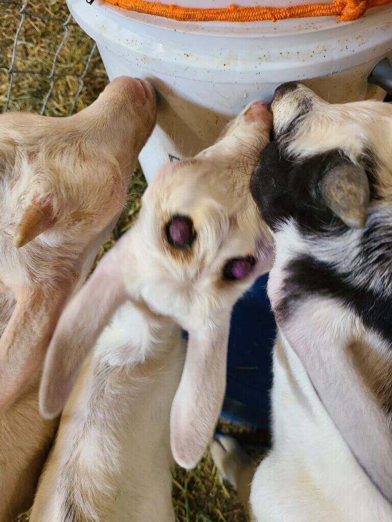PETA-owned image for the goat cheese news page