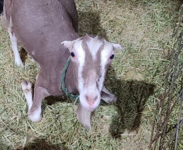 PETA-owned image for the goat cheese news page