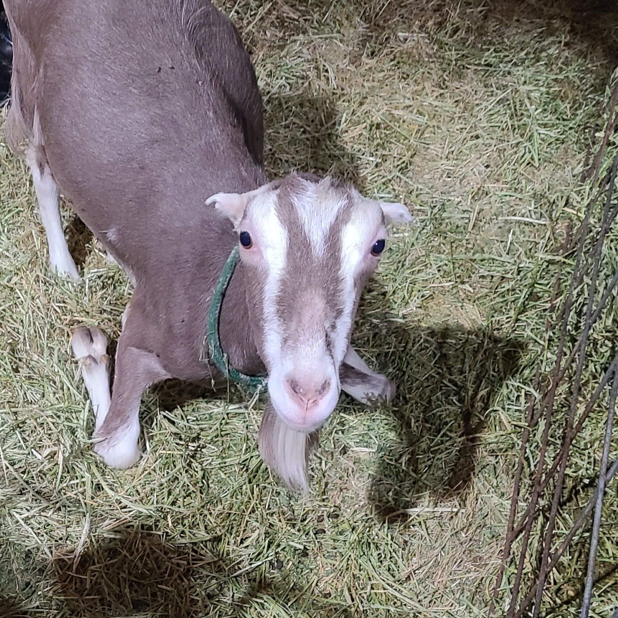 PETA-owned image for the goat cheese news page