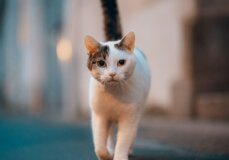Image from Unsplash for the End Animal Experiments page