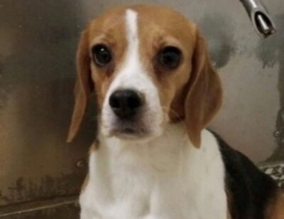 PETA-owned image for the Ridglan Farms AA