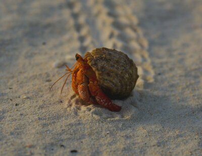 Image from Unsplash for the wildwood hermit crab AA