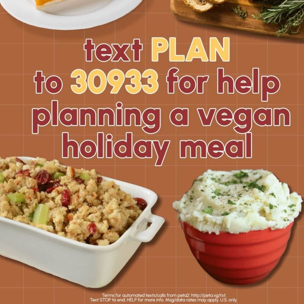 PETA-owned image for the advent calendar page