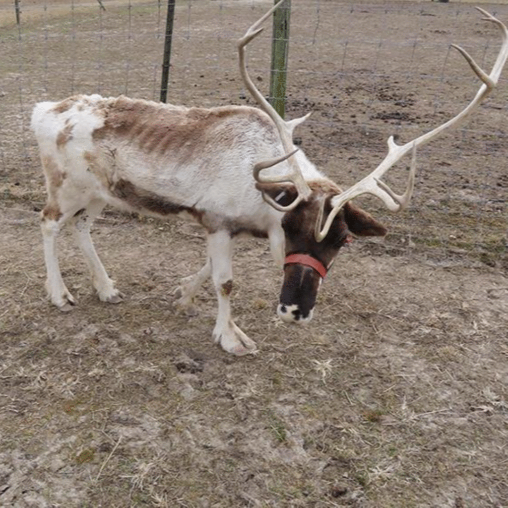 Image for the reindeer AA