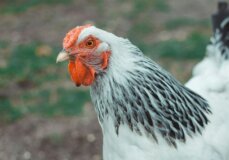 Image from Unsplash for the she bleeds mission