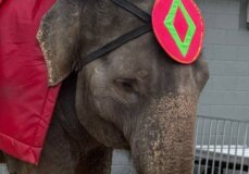 PETA-owned image for the Betty Christmas IG mission