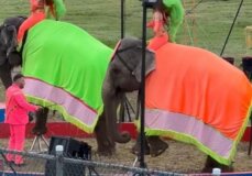 PETA-owned image for the Christmas Wish mission