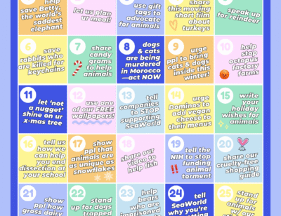 PETA-owned image for the Advent Calendar page