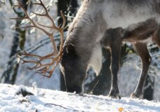 Image from Unsplash for the Reindeer Challenge mission