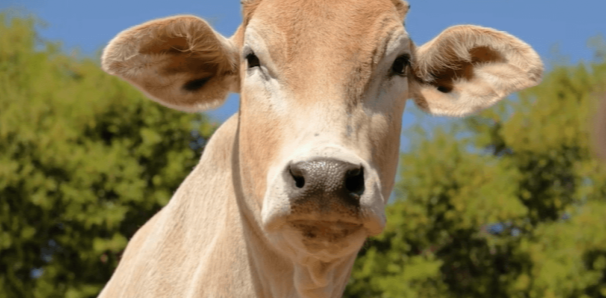 PETA-owned image for the virtual presentation article
