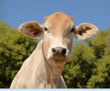 PETA-owned image for the virtual presentation article