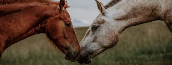 Image from Unsplash for the Help Horses news page