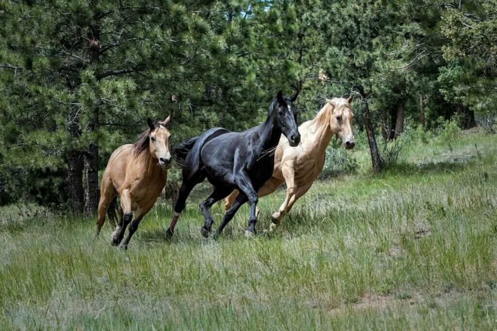 Image from Unsplash for the Help Horses news page