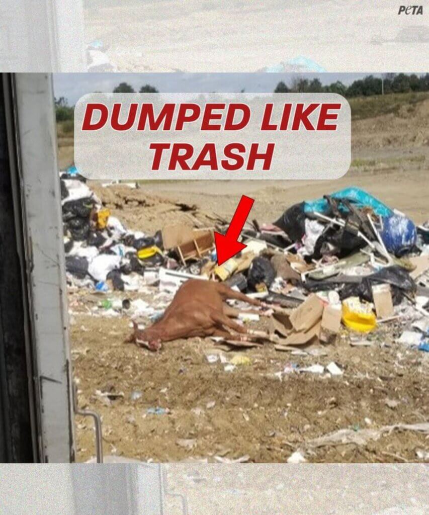 PETA-owned Image for the Help Horses news page