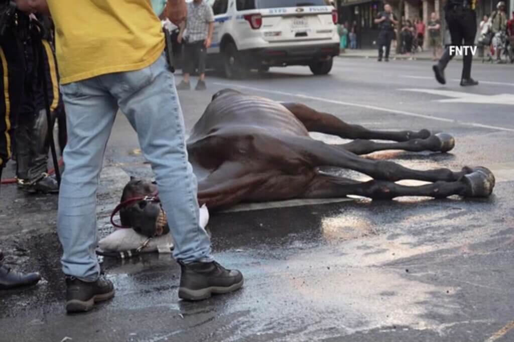 Image for the Help Horses news page