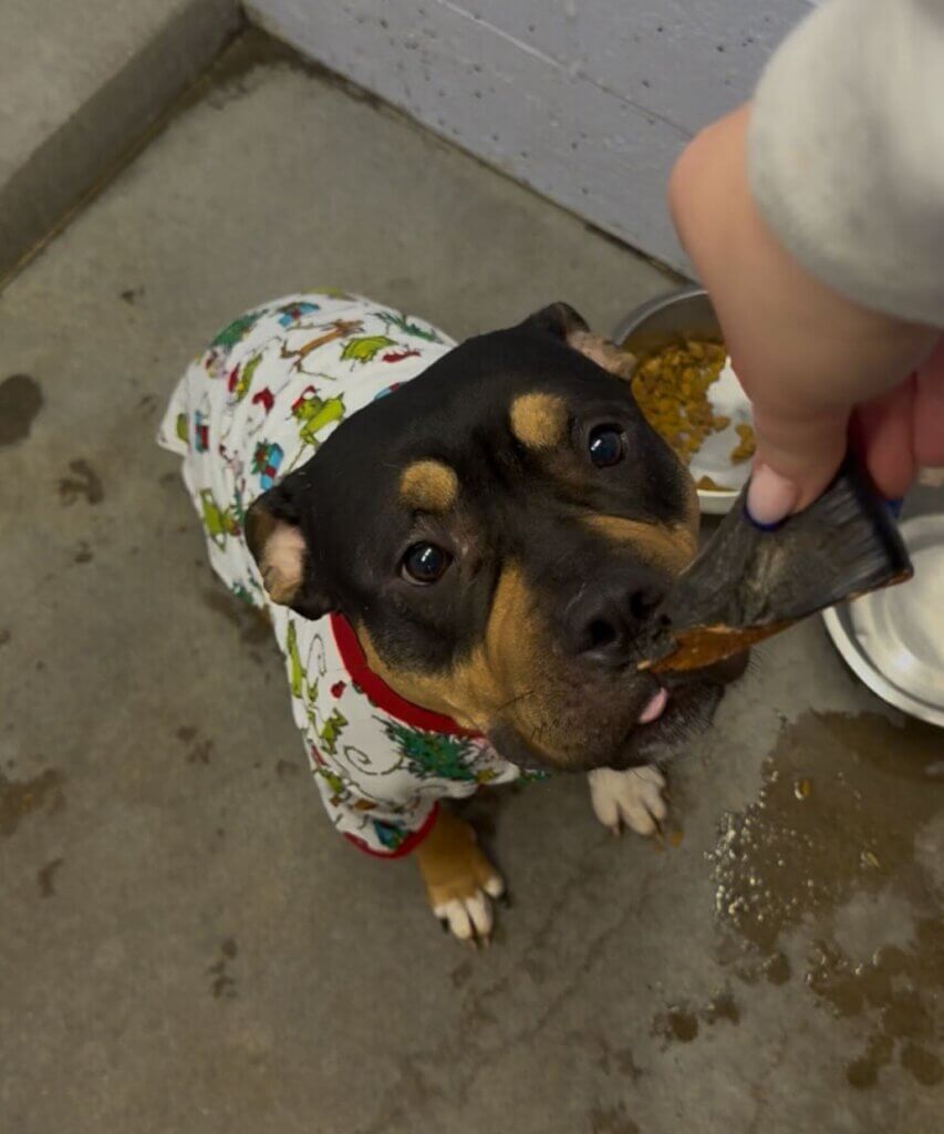 PETA-owned image for the Kendall Animal Shelters article