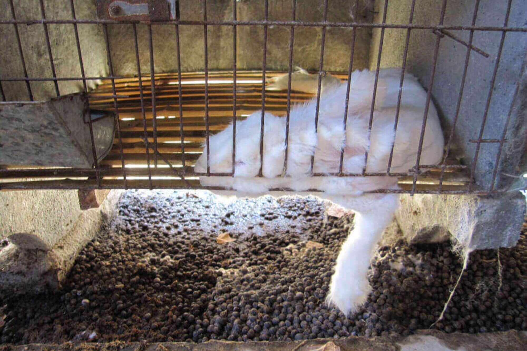 Image for the Max Mara Angora AA