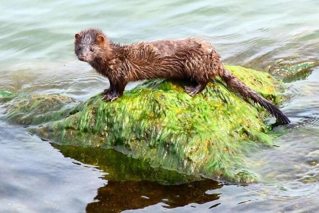 Image from Pixabay for the Minks HR 6513 AA