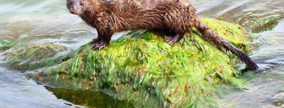 Image from Pixabay for the Minks HR 6513 AA