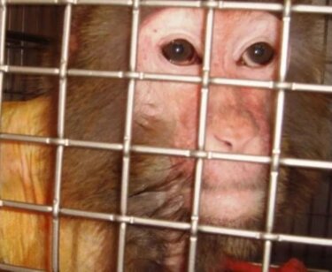 PETA-owned image for the Oregon Primate page