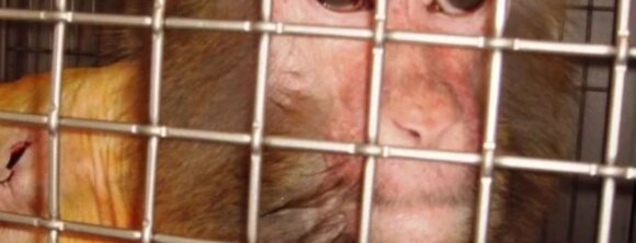 PETA-owned image for the Oregon Primate page
