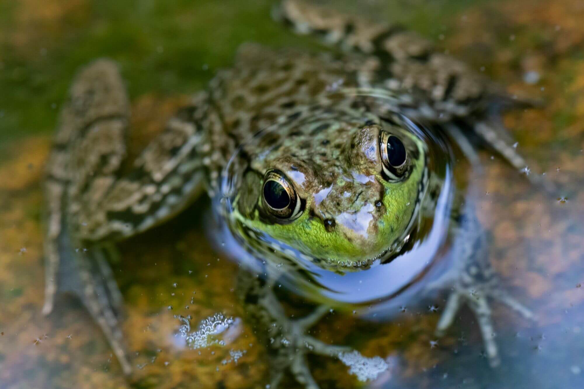 Image from Unsplash for the updated teacher dissection mission