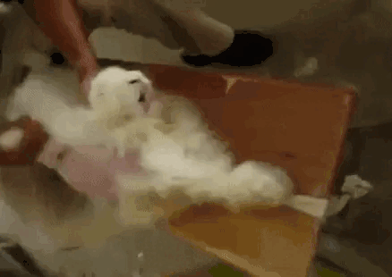 GIF for the Dior Angora mission