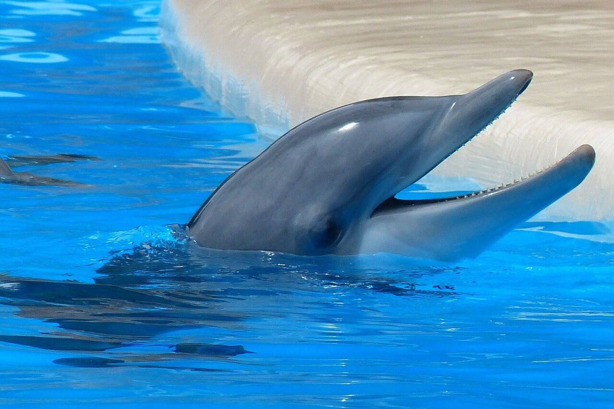 image for the Marine Parks AA