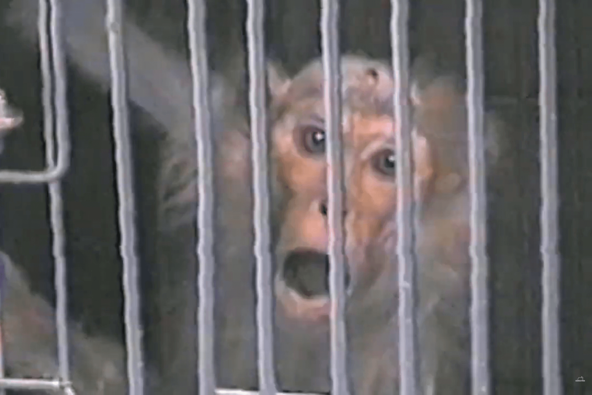 image for the NIRC Louisiana Lab news page