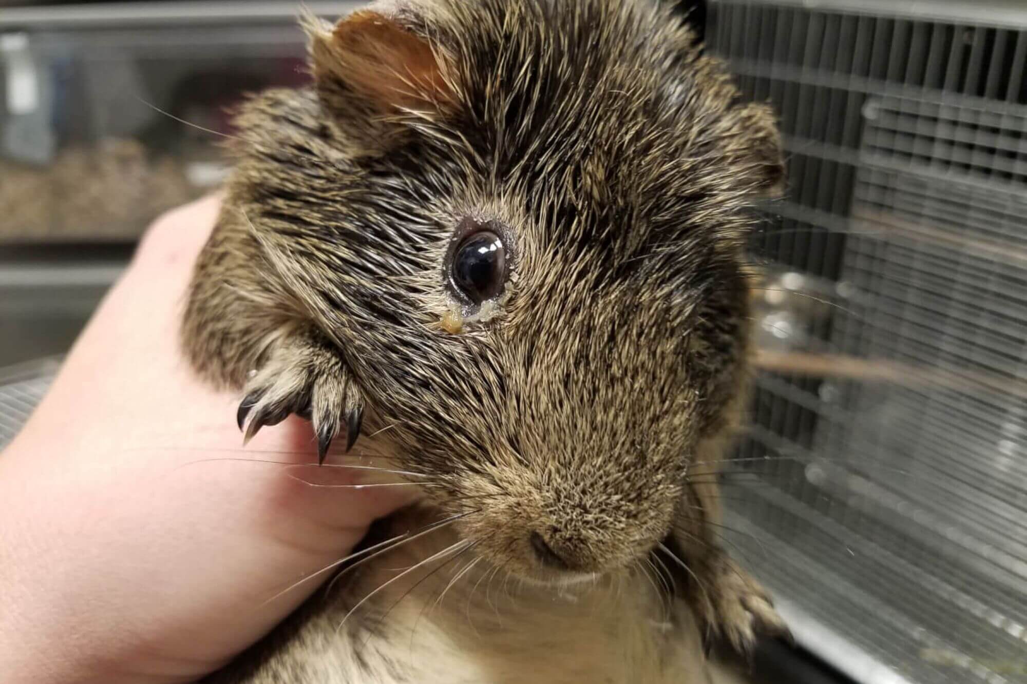 image for the Petsmart Petco AA