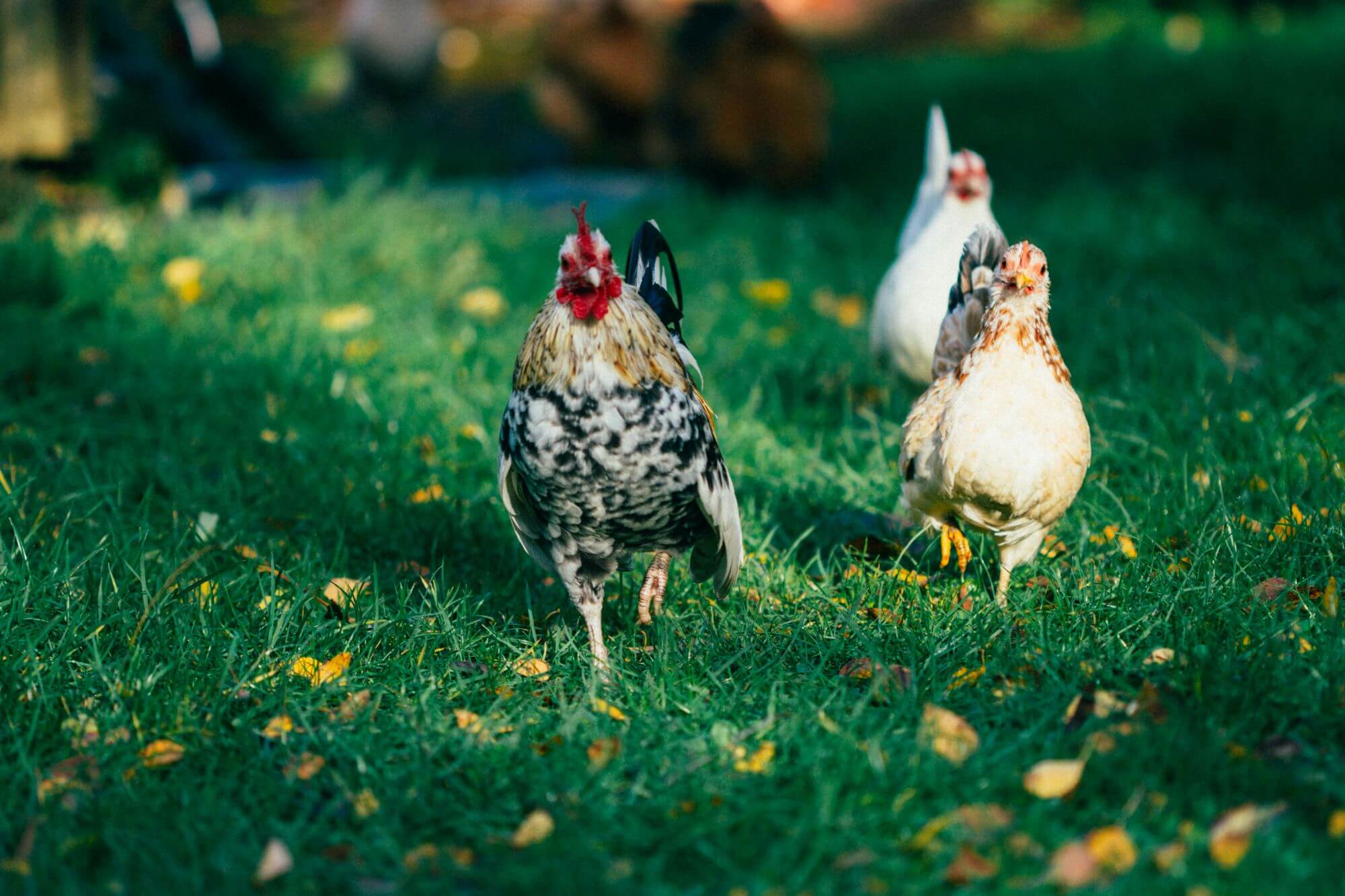 image from Unsplash for the Raising Cane's action alert