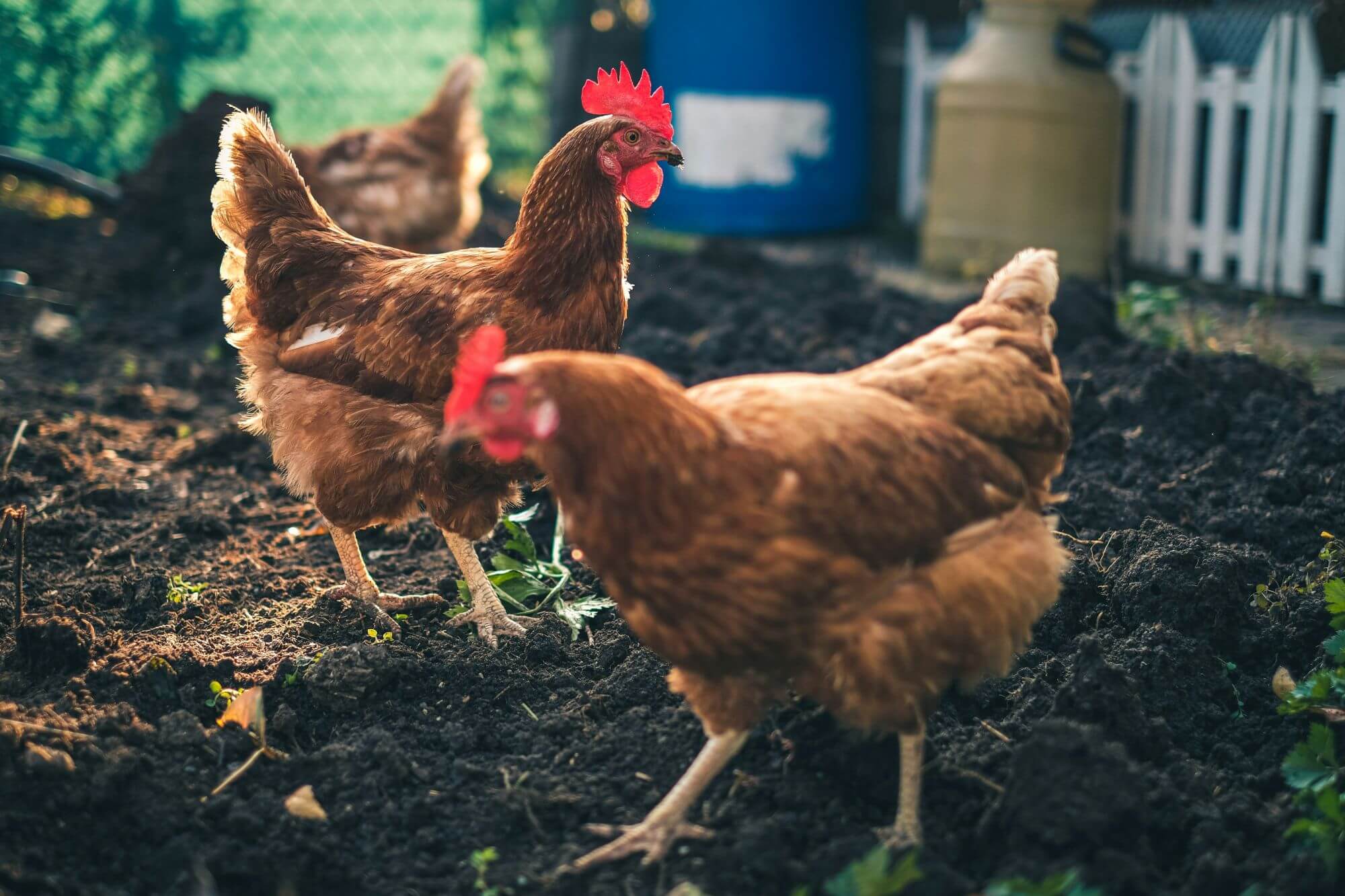 Image from Unsplash for the Tyson KFC mission