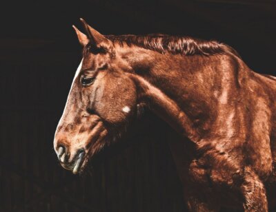 Image for the WSU AA