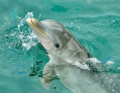 image for the six flags AA