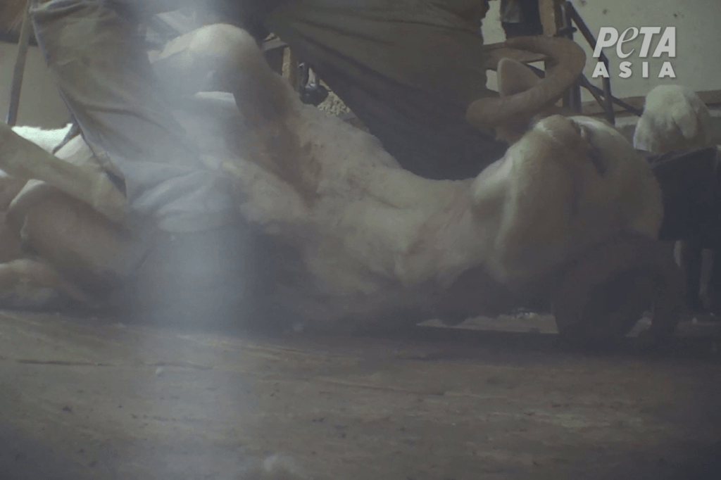 PETA owned image for the Nativa Wool news page