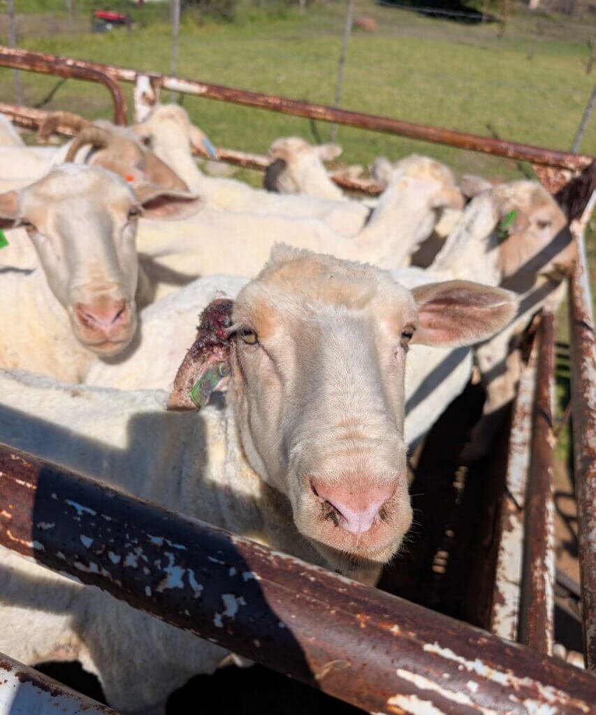 PETA owned image for the Nativa Wool news page
